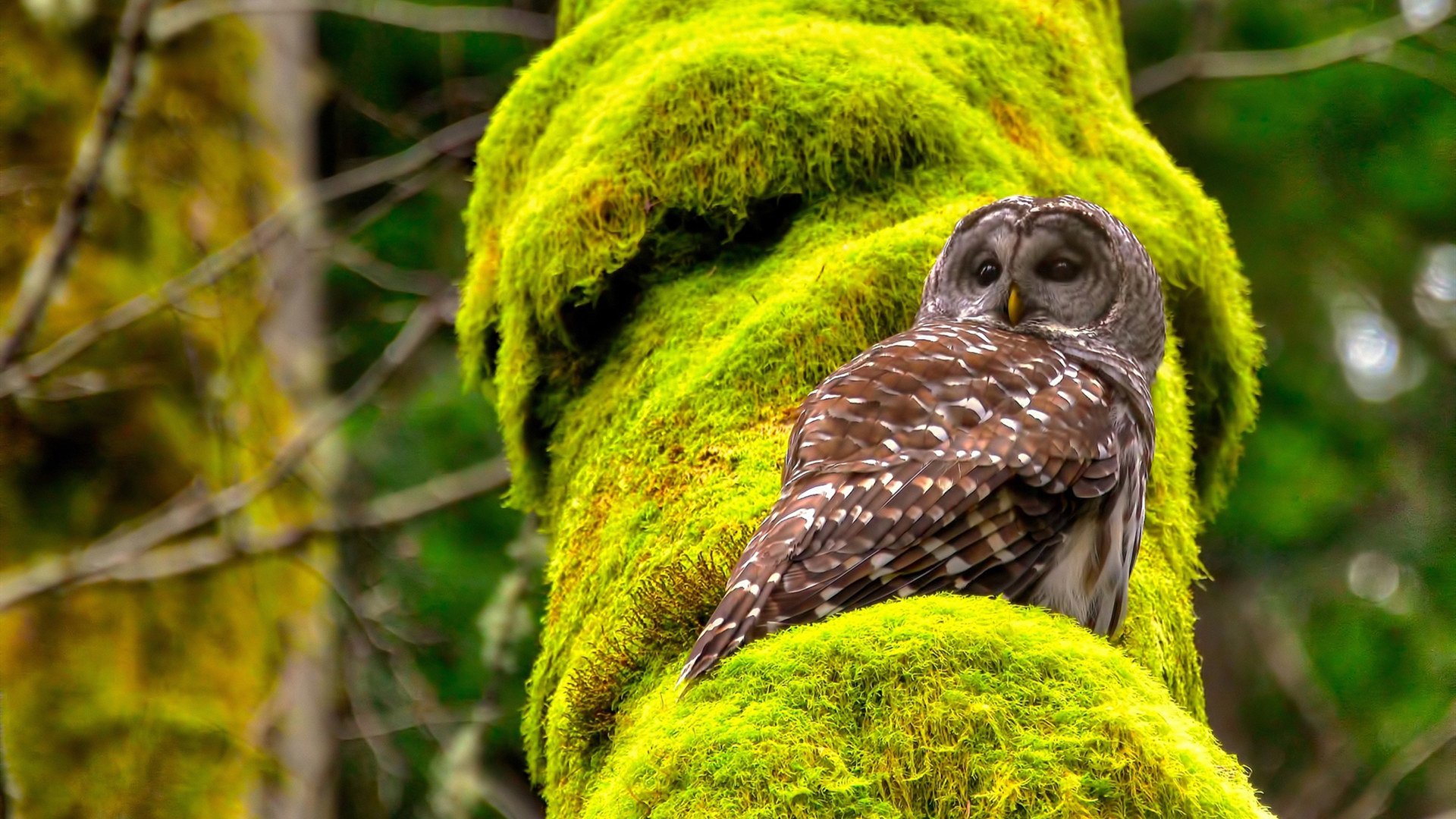乡村足球联赛,点燃乡村的运动热情,村级足球场 乡村振兴
