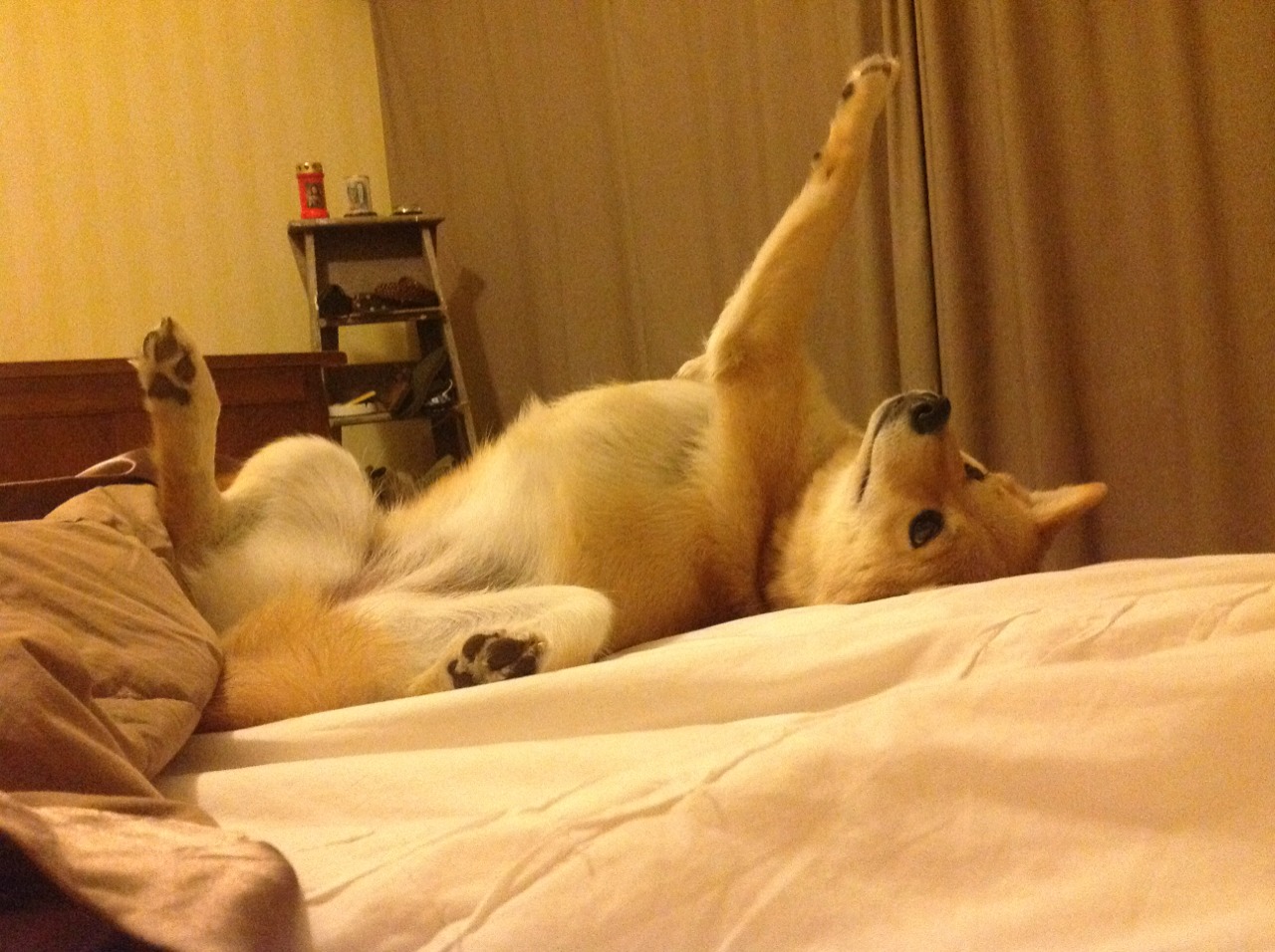 哥伦比亚马术协会与亚洲马术协会建立合作关系，推动区域发展。