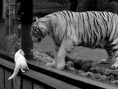 “德甲积分榜持续变换,豪强割据成主流”,德甲积分2020-2021