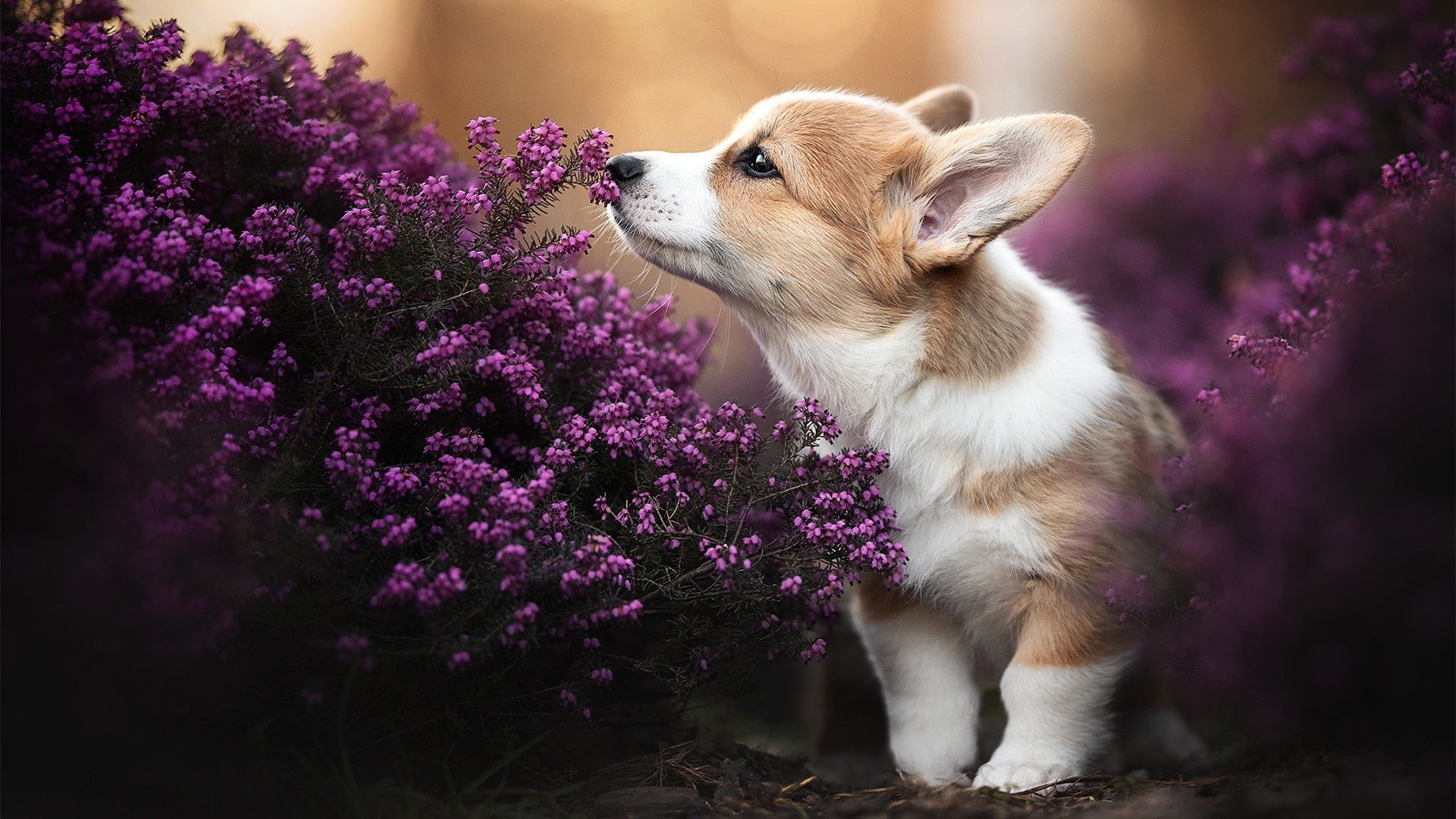 《Valorant 夏季邀请赛，Liquid战队战术打爆对手》，valorant战绩