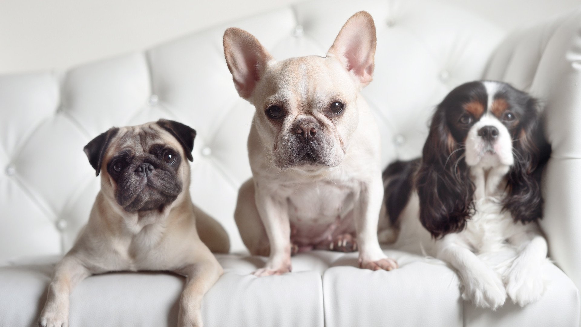 【比赛现场揭秘】裁判怎样判罚犯规？规则细节视频拆解，裁判怎么判罚